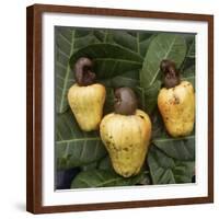 Cashew Nuts, Thailand-Russell Gordon-Framed Photographic Print