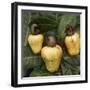 Cashew Nuts, Thailand-Russell Gordon-Framed Photographic Print