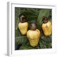 Cashew Nuts, Thailand-Russell Gordon-Framed Photographic Print