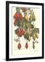 Cashew Plants, Trinidad-null-Framed Art Print
