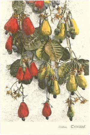 https://imgc.allpostersimages.com/img/posters/cashew-plants-trinidad_u-L-Q1K4B3S0.jpg?artPerspective=n