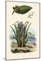 Cashew Tree, 1833-39-null-Mounted Premium Giclee Print
