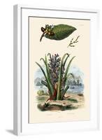 Cashew Tree, 1833-39-null-Framed Giclee Print