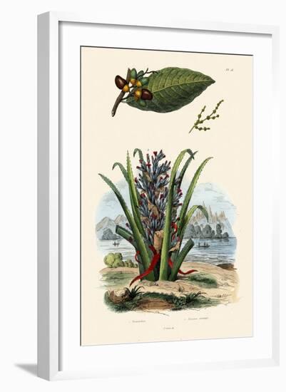 Cashew Tree, 1833-39-null-Framed Giclee Print