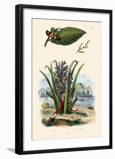 Cashew Tree, 1833-39-null-Framed Giclee Print