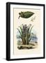 Cashew Tree, 1833-39-null-Framed Giclee Print