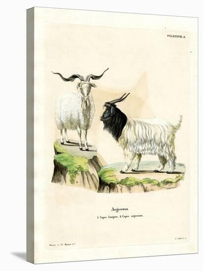 Cashmere Goat-null-Stretched Canvas