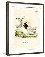 Cashmere Goat-null-Framed Giclee Print