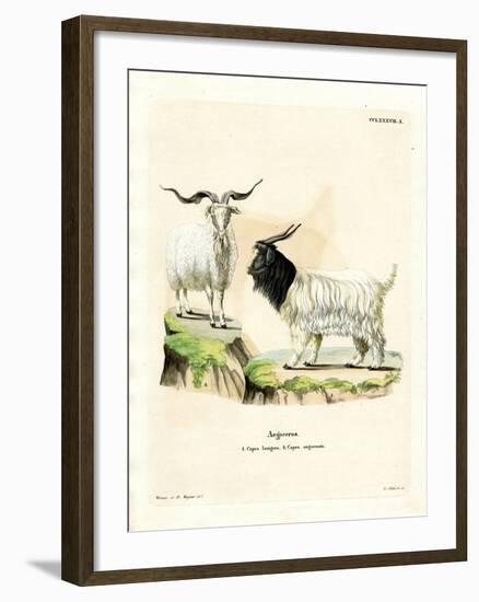 Cashmere Goat-null-Framed Giclee Print