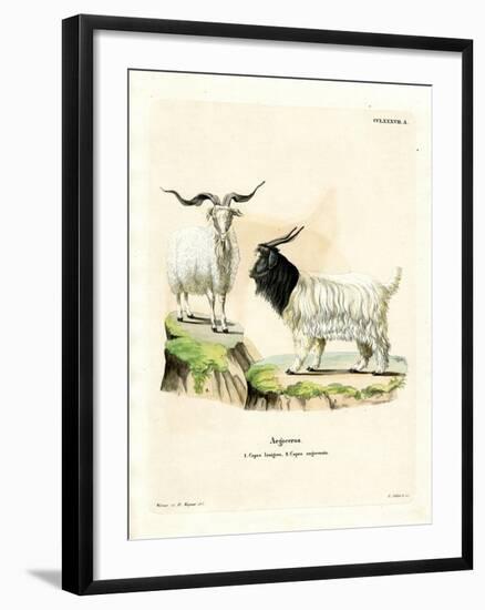 Cashmere Goat-null-Framed Giclee Print