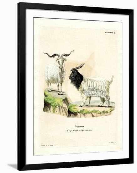 Cashmere Goat-null-Framed Giclee Print