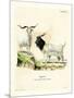 Cashmere Goat-null-Mounted Giclee Print