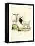 Cashmere Goat-null-Framed Stretched Canvas