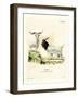 Cashmere Goat-null-Framed Giclee Print