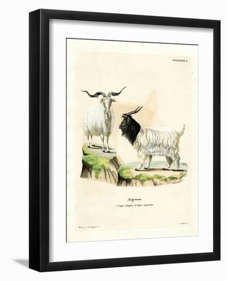 Cashmere Goat-null-Framed Giclee Print