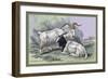 Cashmere Goats-John Stewart-Framed Art Print