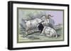 Cashmere Goats-John Stewart-Framed Art Print