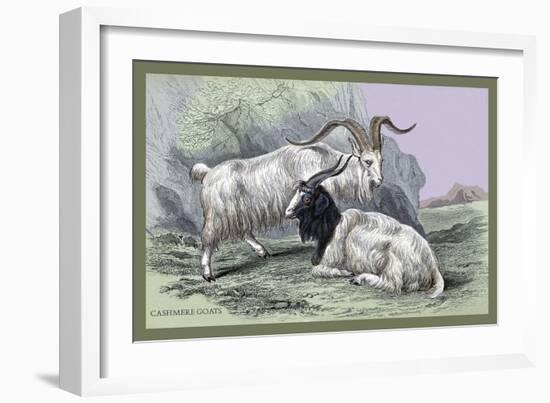 Cashmere Goats-John Stewart-Framed Art Print