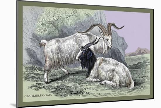 Cashmere Goats-John Stewart-Mounted Art Print