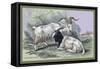 Cashmere Goats-John Stewart-Framed Stretched Canvas