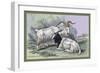 Cashmere Goats-John Stewart-Framed Premium Giclee Print