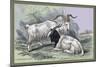 Cashmere Goats-John Stewart-Mounted Premium Giclee Print