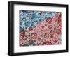 Casidlofaliton, 2016-Vincent Alexander Booth-Framed Giclee Print