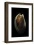 Casmaria Erinaceus Kalosmodix-Paul Starosta-Framed Photographic Print