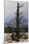 Wood Mount