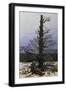 Black Frame