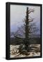 Essential Black