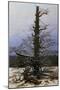 Wood Mount