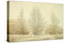 Stretched Canvas