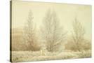 Stretched Canvas