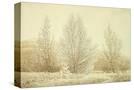Stretched Canvas