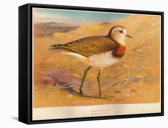 Caspian Plover (Ochthodromus asiaticus), 1900, (1900)-Charles Whymper-Framed Stretched Canvas