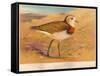 Caspian Plover (Ochthodromus asiaticus), 1900, (1900)-Charles Whymper-Framed Stretched Canvas