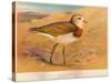 Caspian Plover (Ochthodromus asiaticus), 1900, (1900)-Charles Whymper-Stretched Canvas