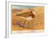 Caspian Plover (Ochthodromus asiaticus), 1900, (1900)-Charles Whymper-Framed Giclee Print