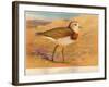 Caspian Plover (Ochthodromus asiaticus), 1900, (1900)-Charles Whymper-Framed Giclee Print