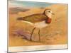 Caspian Plover (Ochthodromus asiaticus), 1900, (1900)-Charles Whymper-Mounted Giclee Print