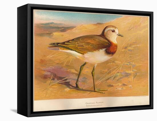 Caspian Plover (Ochthodromus asiaticus), 1900, (1900)-Charles Whymper-Framed Stretched Canvas