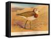 Caspian Plover (Ochthodromus asiaticus), 1900, (1900)-Charles Whymper-Framed Stretched Canvas