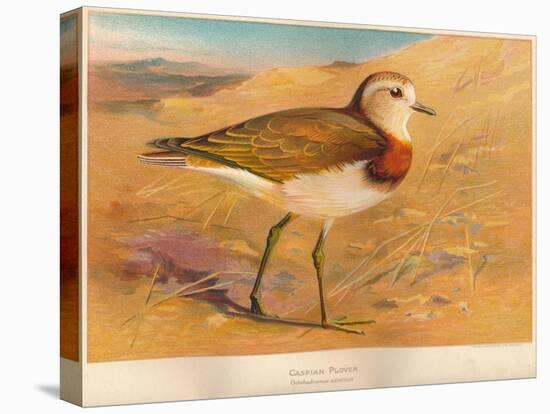 Caspian Plover (Ochthodromus asiaticus), 1900, (1900)-Charles Whymper-Stretched Canvas