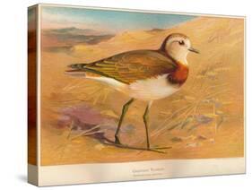 Caspian Plover (Ochthodromus asiaticus), 1900, (1900)-Charles Whymper-Stretched Canvas