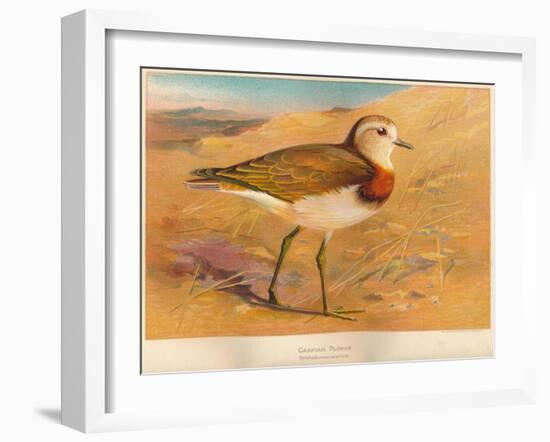 Caspian Plover (Ochthodromus asiaticus), 1900, (1900)-Charles Whymper-Framed Giclee Print