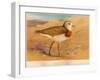 Caspian Plover (Ochthodromus asiaticus), 1900, (1900)-Charles Whymper-Framed Giclee Print