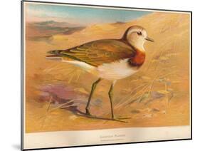 Caspian Plover (Ochthodromus asiaticus), 1900, (1900)-Charles Whymper-Mounted Giclee Print