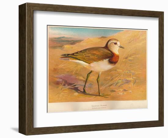 Caspian Plover (Ochthodromus asiaticus), 1900, (1900)-Charles Whymper-Framed Giclee Print