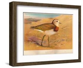 Caspian Plover (Ochthodromus asiaticus), 1900, (1900)-Charles Whymper-Framed Giclee Print